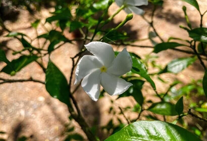 פנסיון Queen S Villa