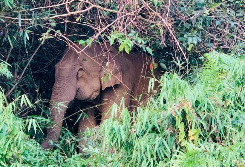 Курорт Humblebee Retreat Tattekkad