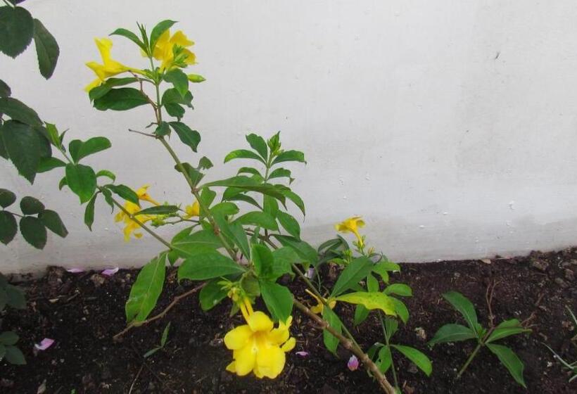 민박 Nutmeg House Zanzibar