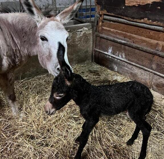 호텔 Azienda Agricola Zootecnica Soriente Di Guglielmo Areh Soriente & C.s.a.s