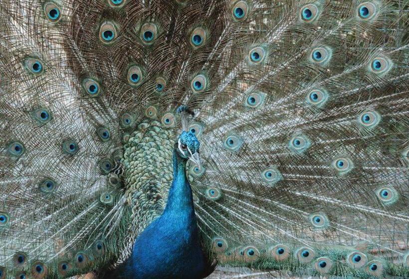 فندق La Santina Posada & Experiencias De Campo