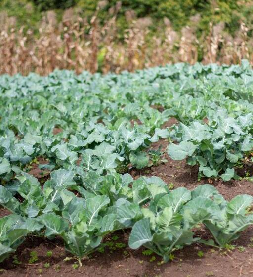 ホテル Mountains Of Hope