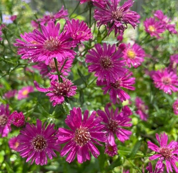 Отель The Willow Phangan