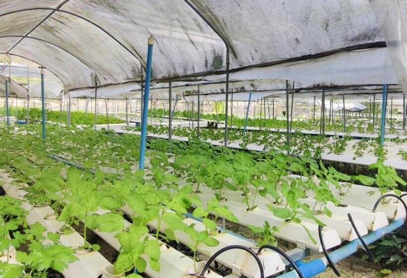 Отель The Willow Phangan