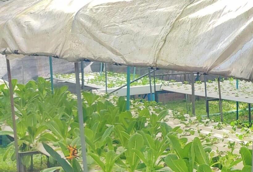 Отель The Willow Phangan