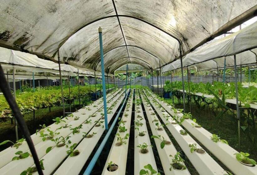 Отель The Willow Phangan