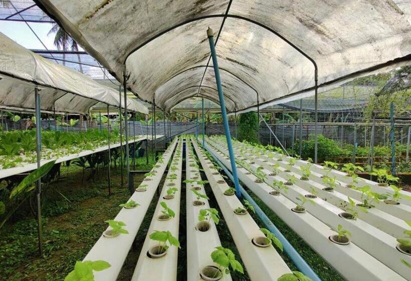 ホテル The Willow Phangan