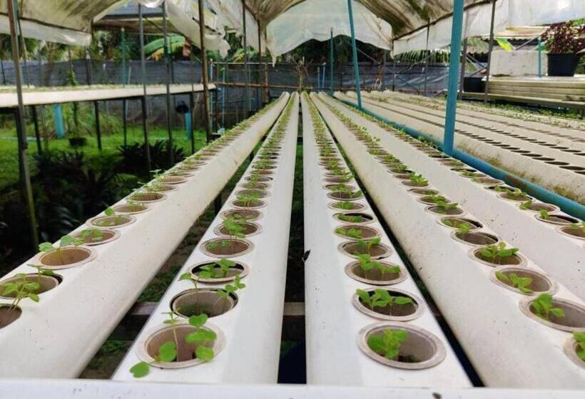 ホテル The Willow Phangan