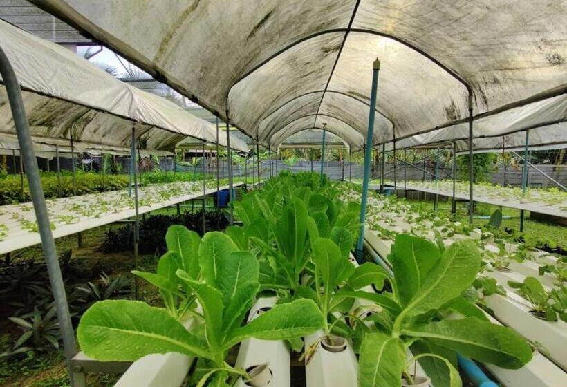 ホテル The Willow Phangan