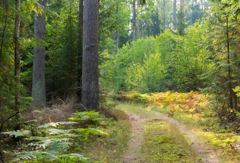 膳宿费 Sublime Forêt