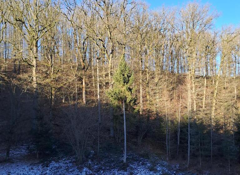 膳宿费 Sublime Forêt