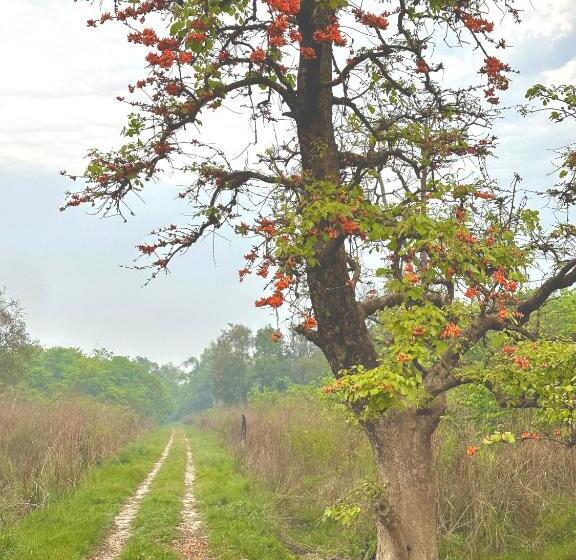 אתר נופש Camp Tigerlily   Dudhwa