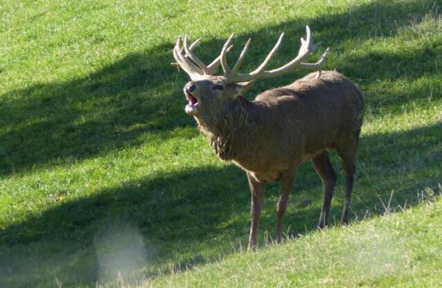 旅馆 Alpstein Das Gasthaus