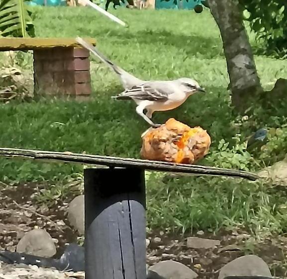 旅馆 Rancho El Vergel