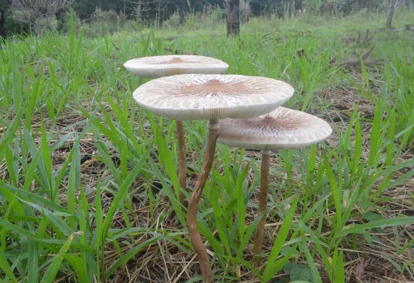 호스텔 Villa Druida