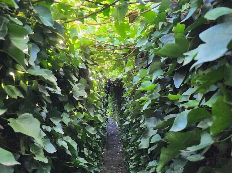 ベッドアンドブレックファースト Casa Salvia Guesthouse Icod