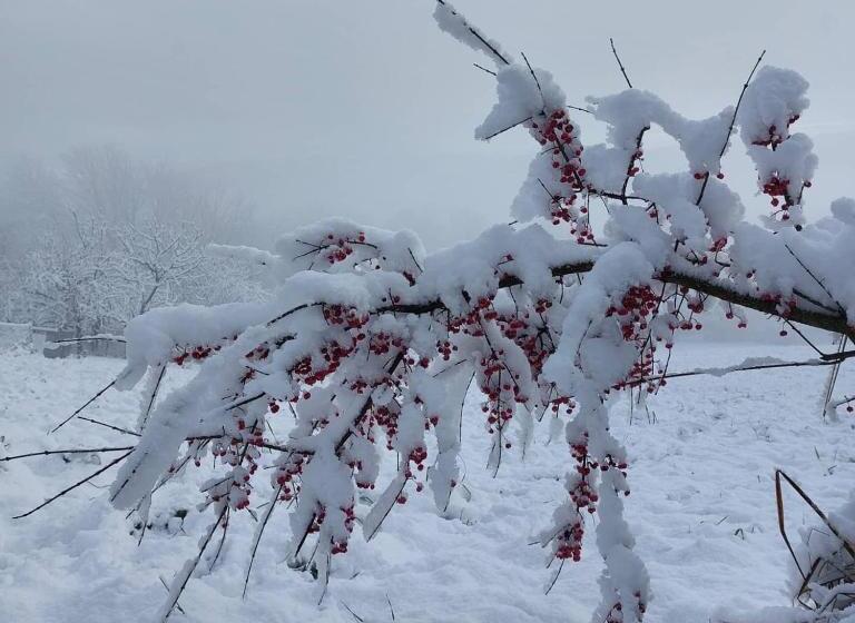 住宿加早餐 Il Pinguino D Oro