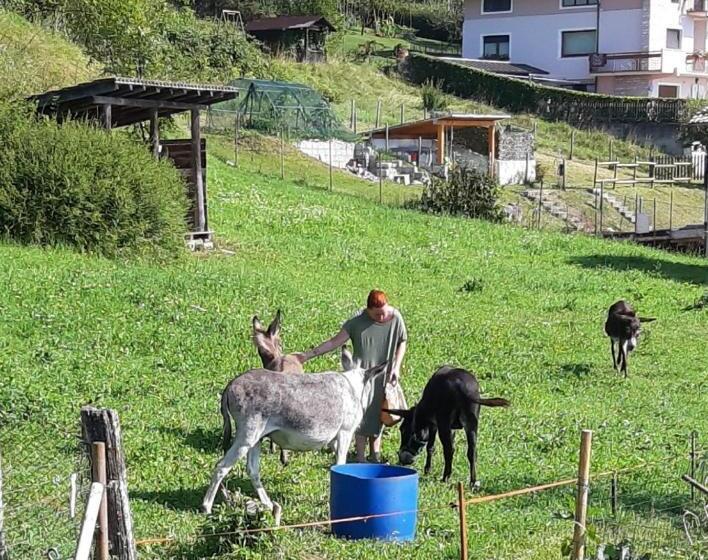 住宿加早餐 Il Pinguino D Oro