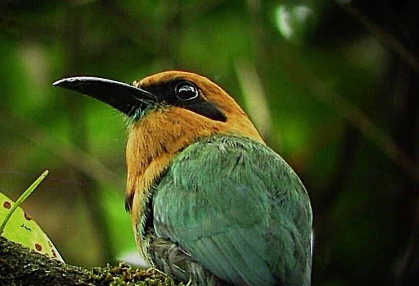 فندق Cabinas Ecogarden Arenal