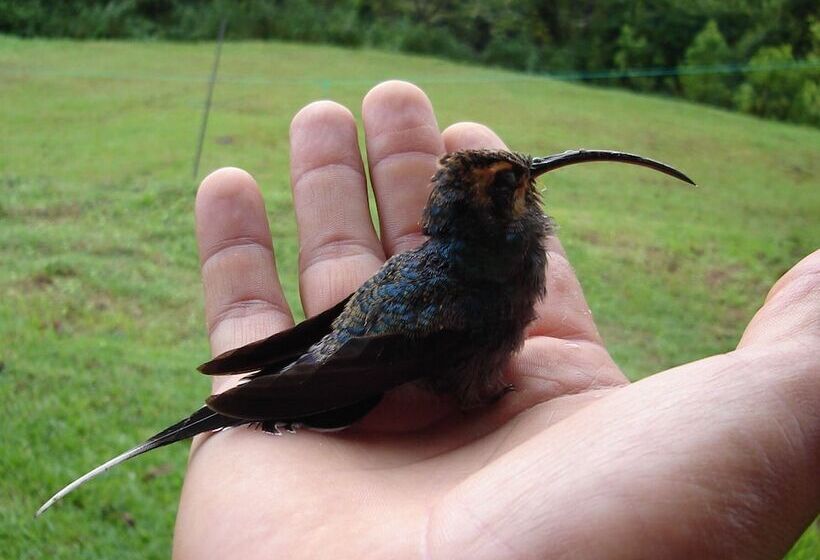 فندق Cabinas Ecogarden Arenal