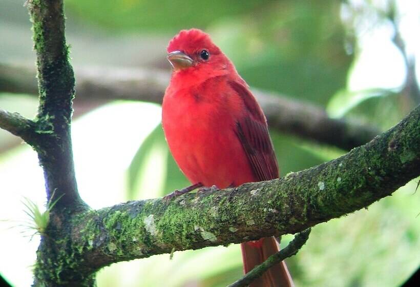 فندق Cabinas Ecogarden Arenal