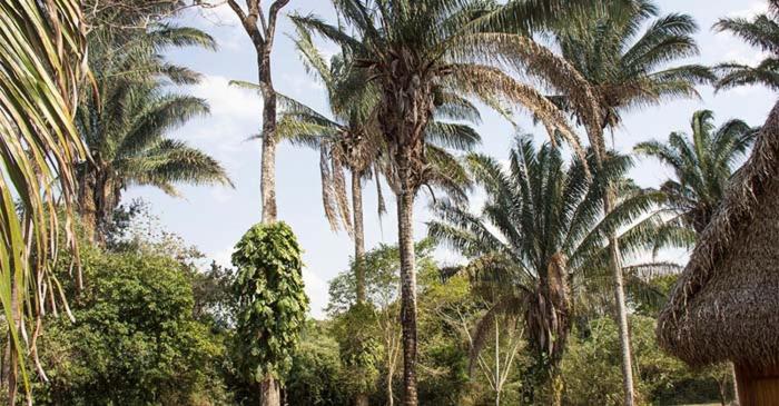 בית מלון כפרי Savanna Orinoquia Lodge