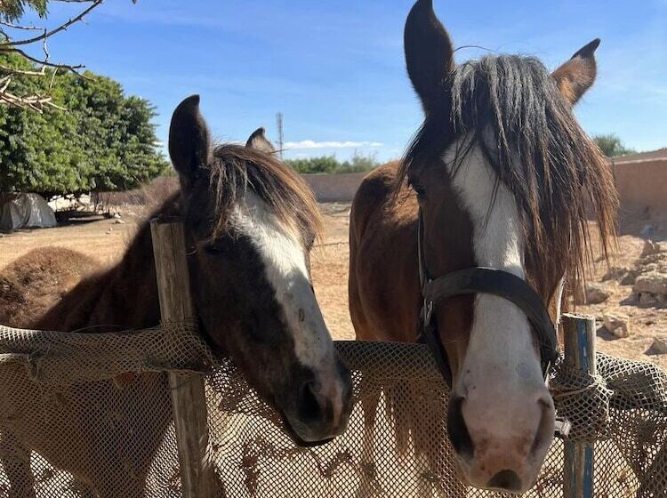 膳宿费 Dar Tawarta