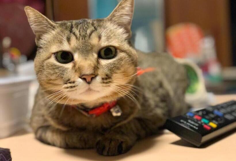 Majatalo Guest House Sakura