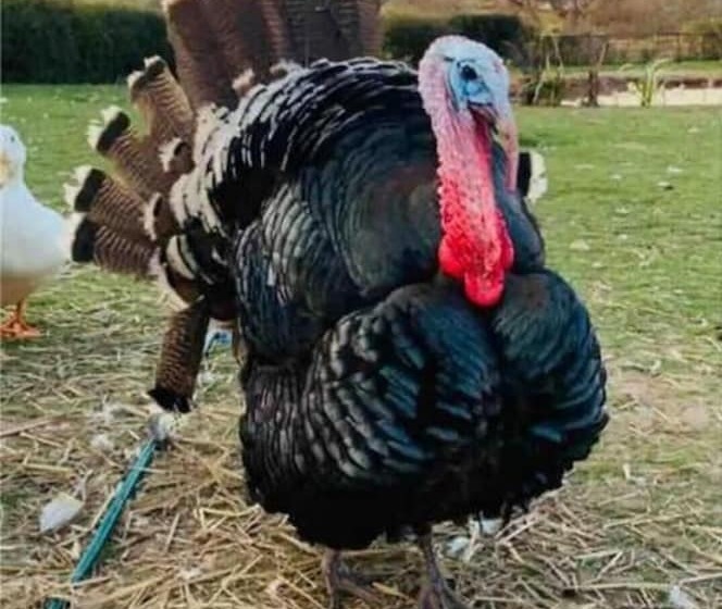 فندق Bridie Rose   Hot Tub Extra Charge Exotic Animals