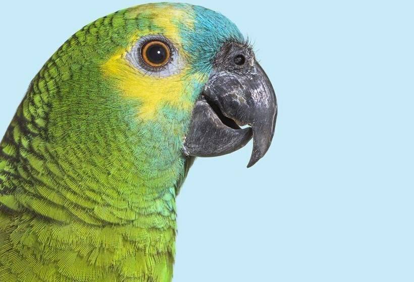 فندق Guacamayo Ecolodge