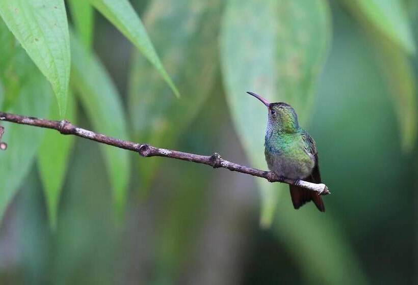 فندق La Muñequita Lodge