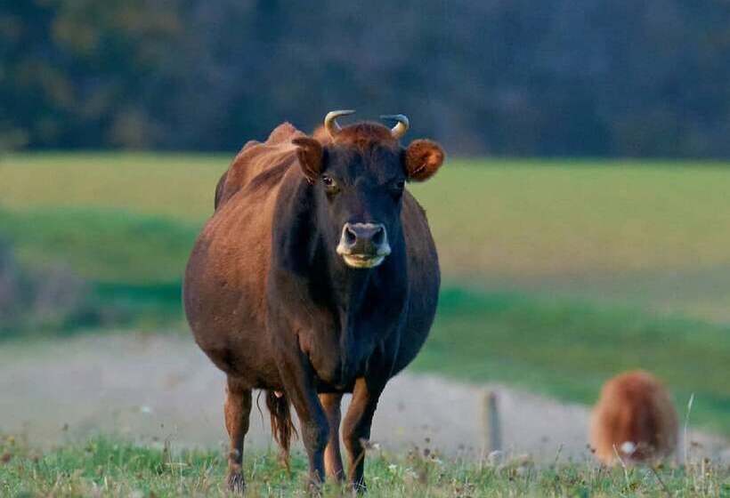 בית מלון כפרי Ferme Du Caroire