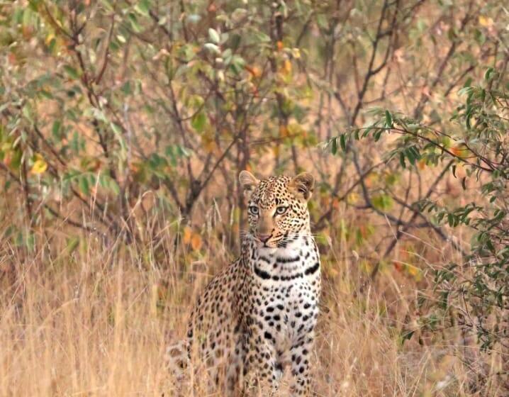 Отель Simbavati Homestead