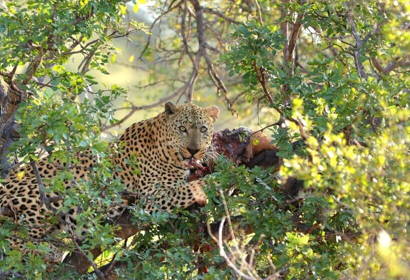 فندق Simbavati Homestead
