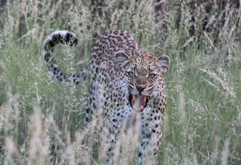 Отель Simbavati Homestead