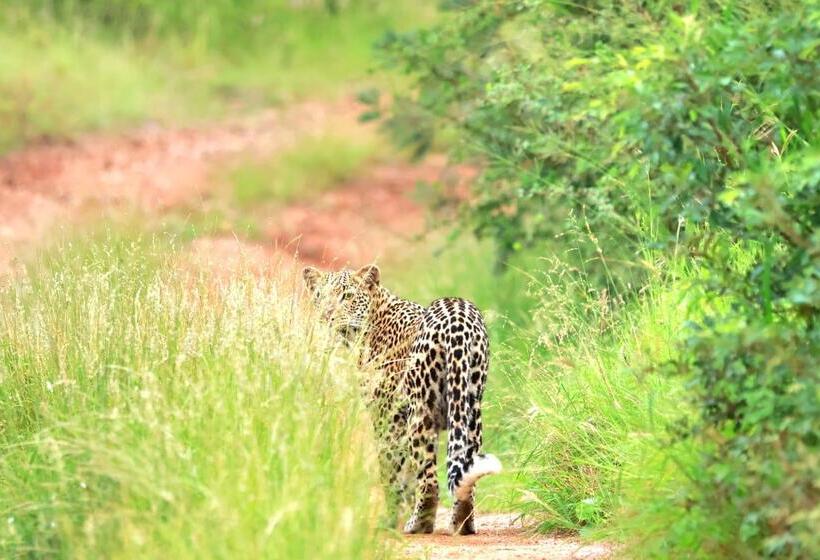 فندق Simbavati Homestead