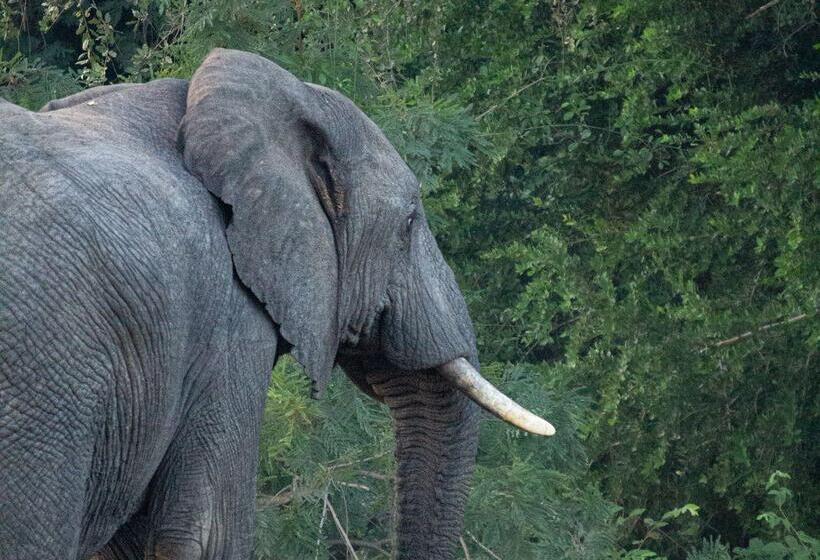 Отель Simbavati Homestead