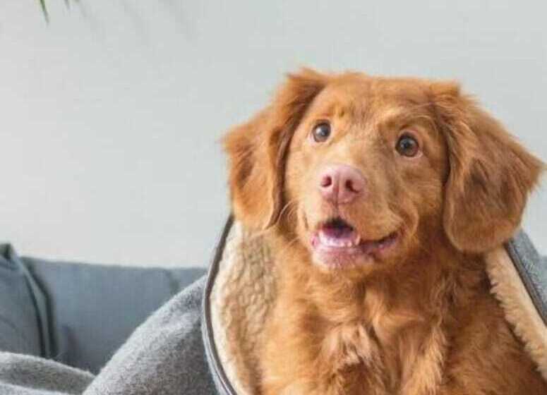 ホテル Travelers Inn