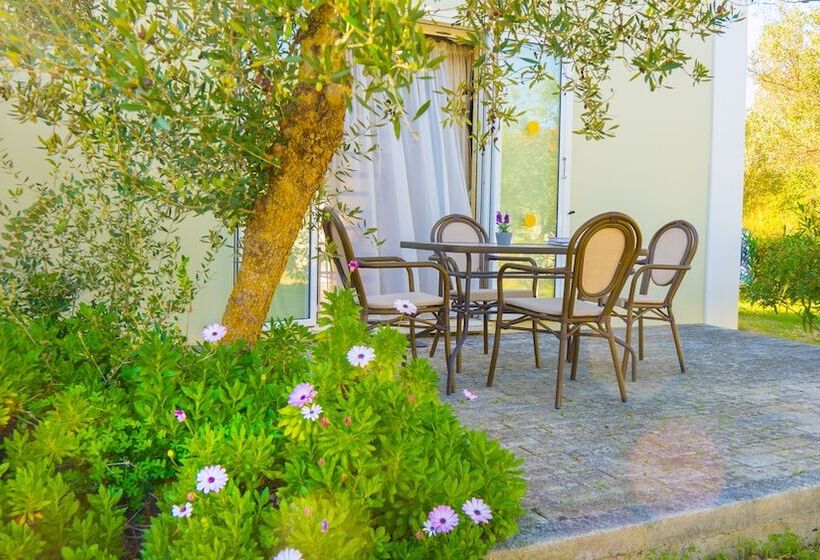 Olive Trees Garden Lixouri