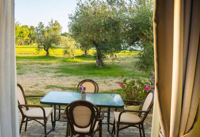 Olive Trees Garden Lixouri