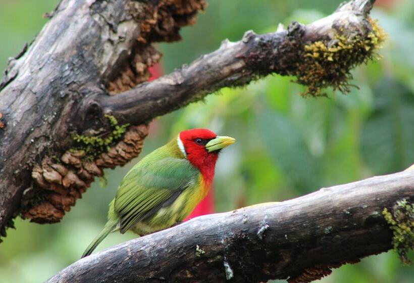 بنسيون River Nest Lodge Costa Rica