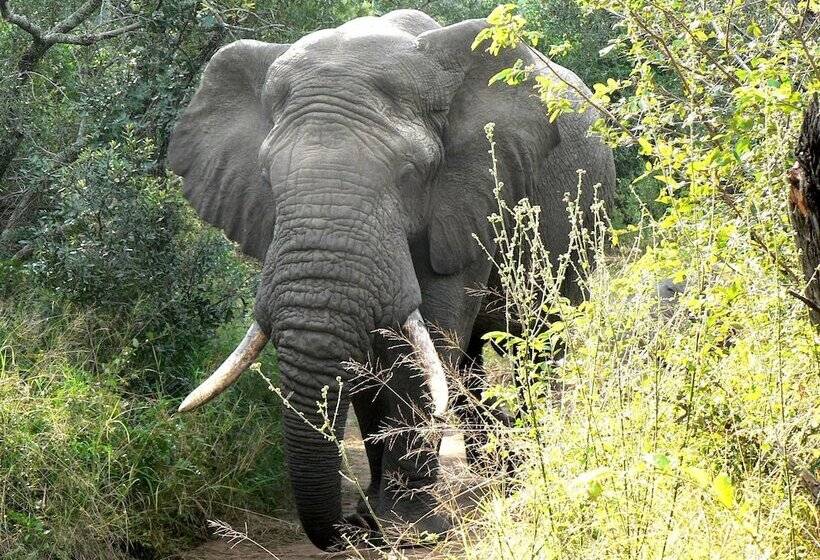 Amanzimlotzi Riverside Bush Camp