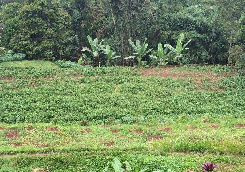 Pacung Indah Hotel And Restaurant