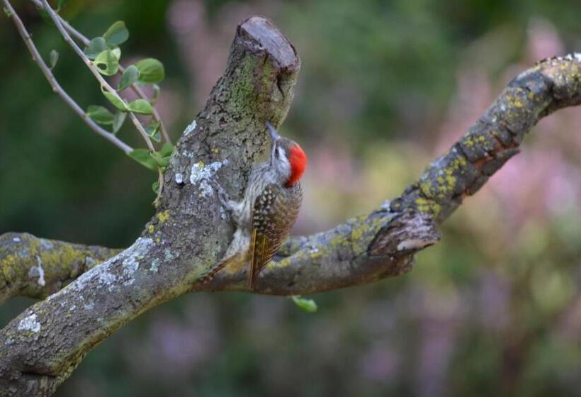 Lydall Wild Tranquil Garden Suites