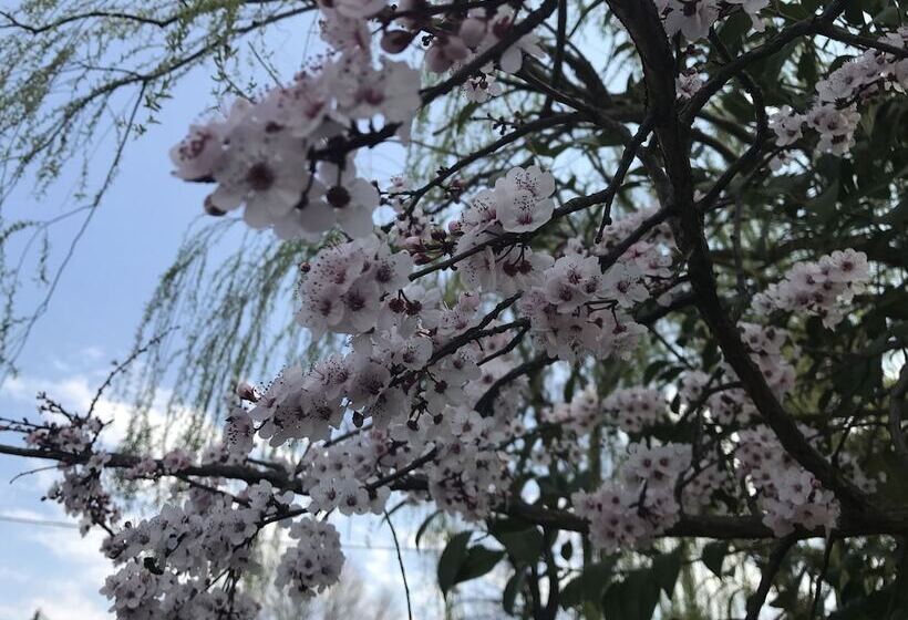 بنسيون Upper House Guesthouse