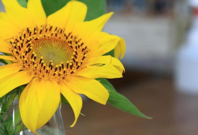 ריוקאן Suzunami