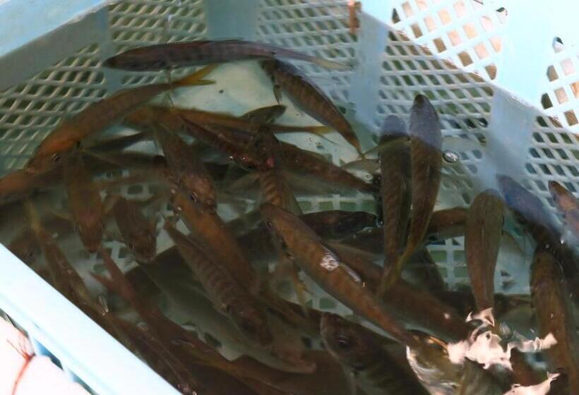 ריוקאן Suzunami