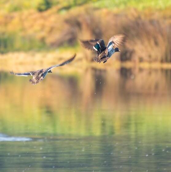 Swartvlei Guest Farm