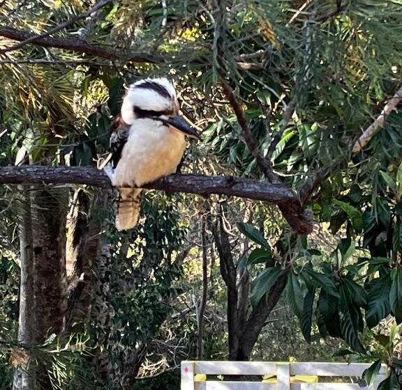 مبيت وإفطار Noosa Hinterland Escape