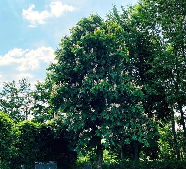 Das Singold Hotel Mit Highspeed Wlan Und Digitalem Schlüssel